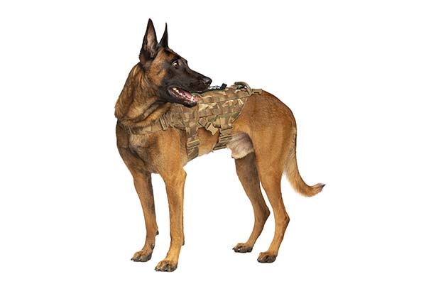 Beligan Malinois wearing a working vest standing on a white background.